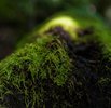 Thicket & Bramble