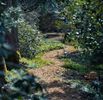 Thicket & Bramble
