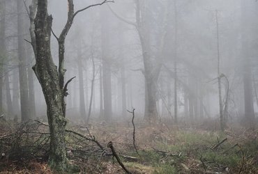 Thicket & Bramble