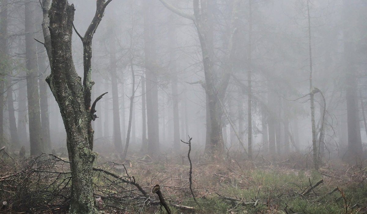 Thicket & Bramble