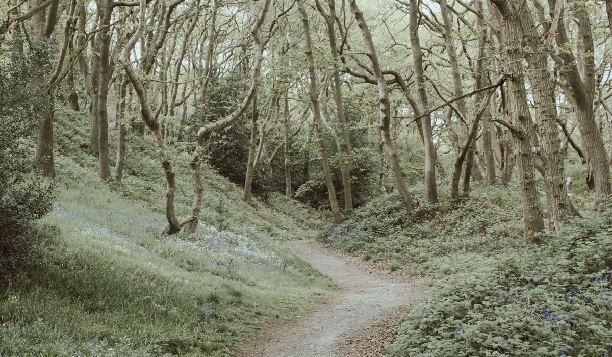 Thicket & Bramble