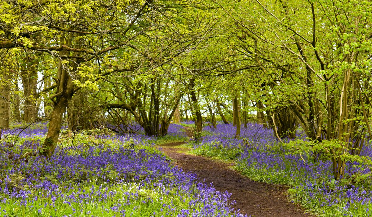 Thicket & Bramble