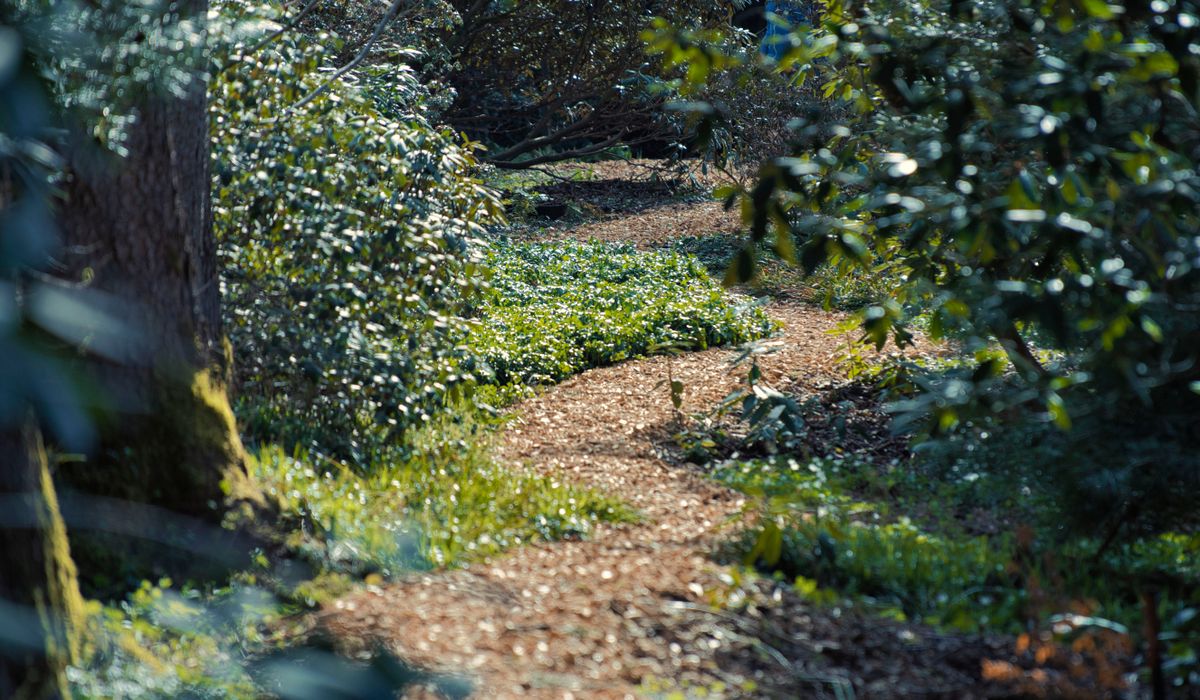 Thicket & Bramble
