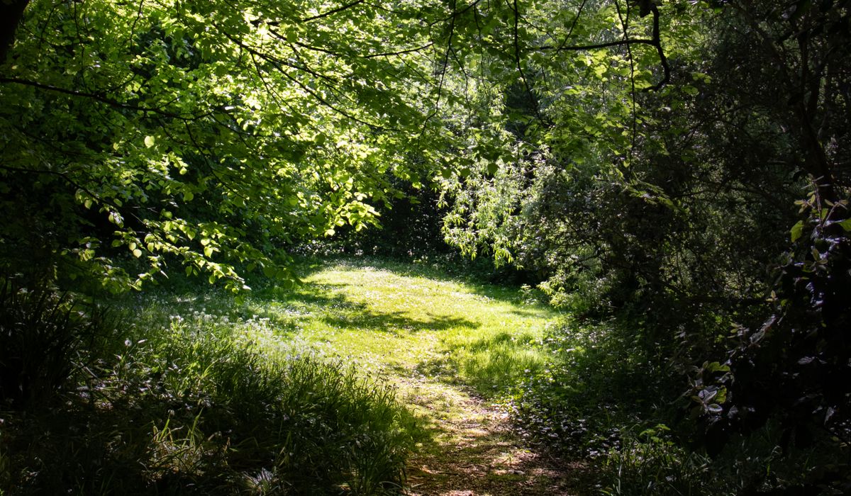 Thicket & Bramble